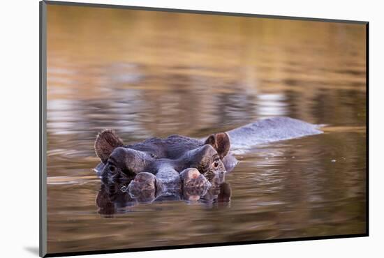 Botswana, Moremi Game Reserve, Hippopotamus Swimming in Khwai River-Paul Souders-Mounted Photographic Print