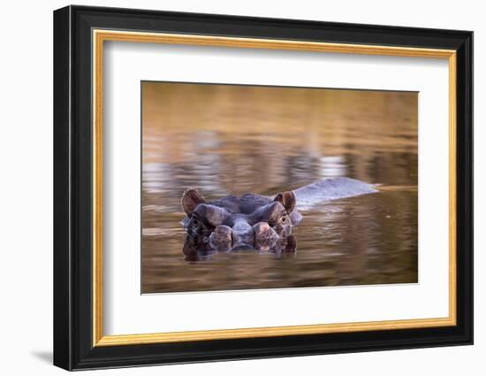 Botswana, Moremi Game Reserve, Hippopotamus Swimming in Khwai River-Paul Souders-Framed Photographic Print