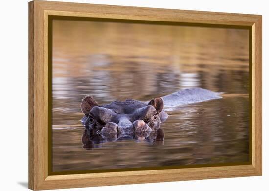 Botswana, Moremi Game Reserve, Hippopotamus Swimming in Khwai River-Paul Souders-Framed Premier Image Canvas