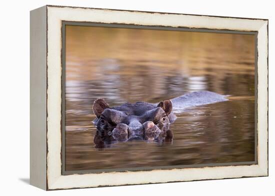 Botswana, Moremi Game Reserve, Hippopotamus Swimming in Khwai River-Paul Souders-Framed Premier Image Canvas