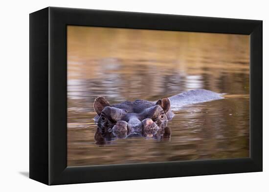 Botswana, Moremi Game Reserve, Hippopotamus Swimming in Khwai River-Paul Souders-Framed Premier Image Canvas