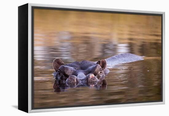 Botswana, Moremi Game Reserve, Hippopotamus Swimming in Khwai River-Paul Souders-Framed Premier Image Canvas