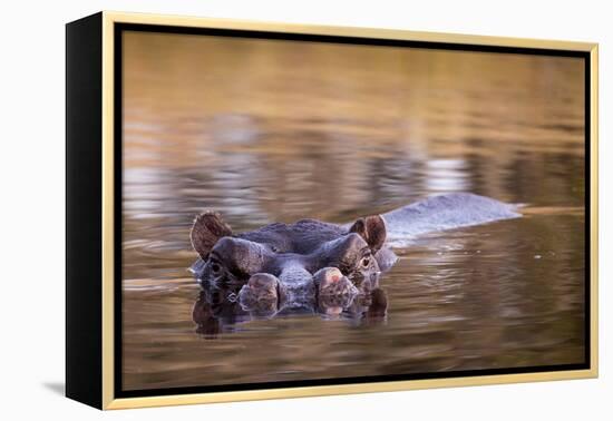 Botswana, Moremi Game Reserve, Hippopotamus Swimming in Khwai River-Paul Souders-Framed Premier Image Canvas