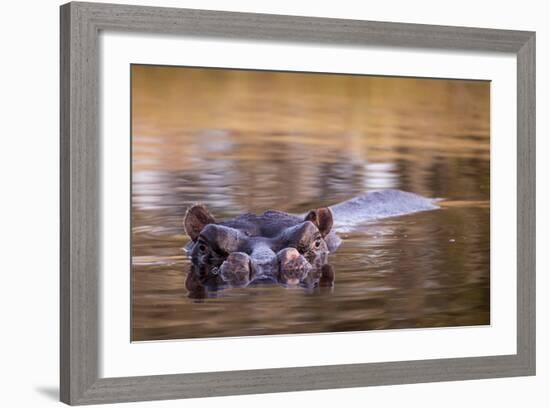 Botswana, Moremi Game Reserve, Hippopotamus Swimming in Khwai River-Paul Souders-Framed Photographic Print