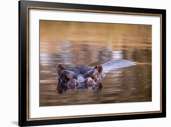 Botswana, Moremi Game Reserve, Hippopotamus Swimming in Khwai River-Paul Souders-Framed Photographic Print