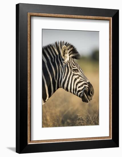 Botswana, Moremi Game Reserve, Plains Zebra Feeding on Dry Grass-Paul Souders-Framed Photographic Print