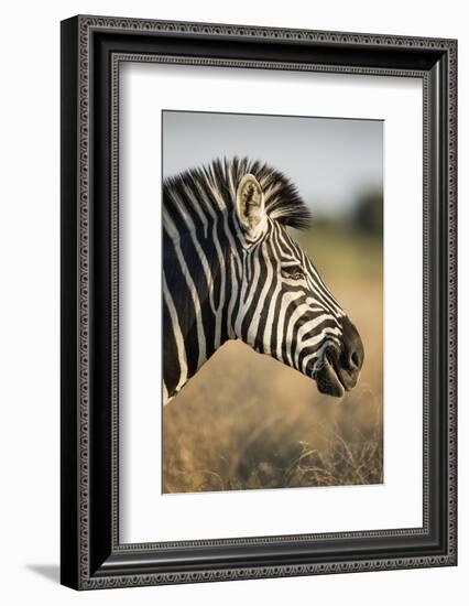 Botswana, Moremi Game Reserve, Plains Zebra Feeding on Dry Grass-Paul Souders-Framed Photographic Print