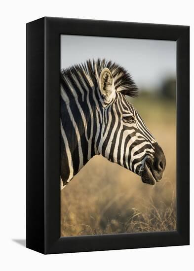 Botswana, Moremi Game Reserve, Plains Zebra Feeding on Dry Grass-Paul Souders-Framed Premier Image Canvas