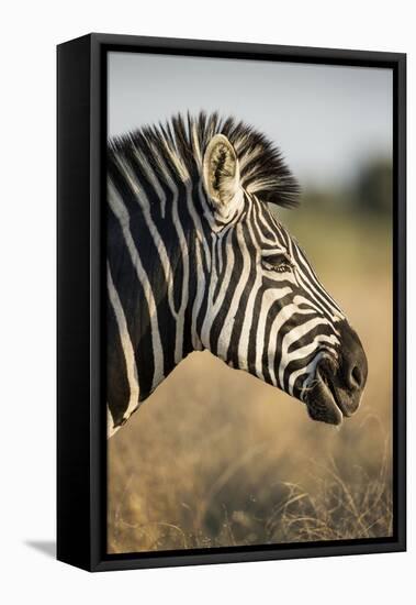 Botswana, Moremi Game Reserve, Plains Zebra Feeding on Dry Grass-Paul Souders-Framed Premier Image Canvas