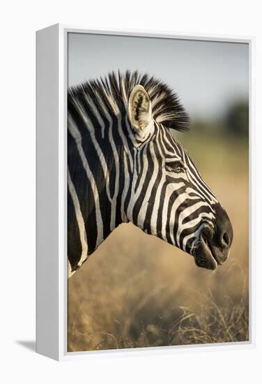 Botswana, Moremi Game Reserve, Plains Zebra Feeding on Dry Grass-Paul Souders-Framed Premier Image Canvas