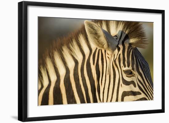 Botswana, Moremi Game Reserve, Plains Zebra in Herd in Okavango Delta-Paul Souders-Framed Photographic Print