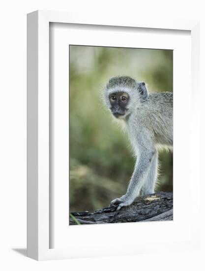 Botswana, Moremi Game Reserve, Vervet Monkey Standing on Tree Trunk-Paul Souders-Framed Photographic Print