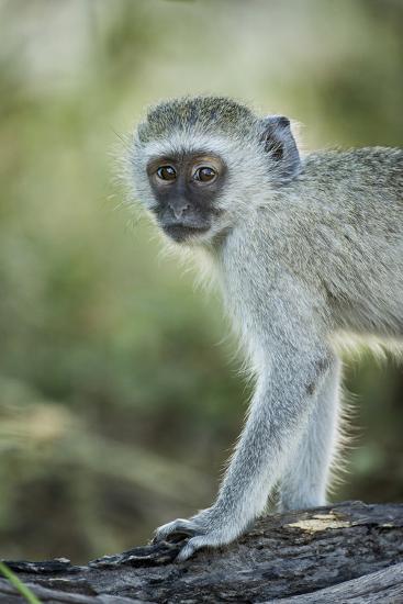 botswana moremi game reserve