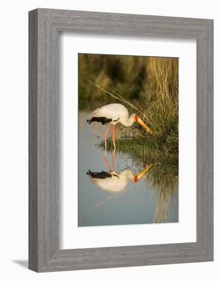 Botswana, Moremi Game Reserve, Yellow Billed Stork Captures Small Frog-Paul Souders-Framed Photographic Print