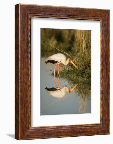 Botswana, Moremi Game Reserve, Yellow Billed Stork Captures Small Frog-Paul Souders-Framed Photographic Print