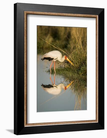 Botswana, Moremi Game Reserve, Yellow Billed Stork Captures Small Frog-Paul Souders-Framed Photographic Print