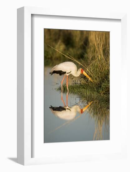 Botswana, Moremi Game Reserve, Yellow Billed Stork Captures Small Frog-Paul Souders-Framed Photographic Print