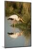 Botswana, Moremi Game Reserve, Yellow Billed Stork Captures Small Frog-Paul Souders-Mounted Photographic Print