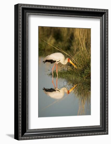 Botswana, Moremi Game Reserve, Yellow Billed Stork Captures Small Frog-Paul Souders-Framed Photographic Print