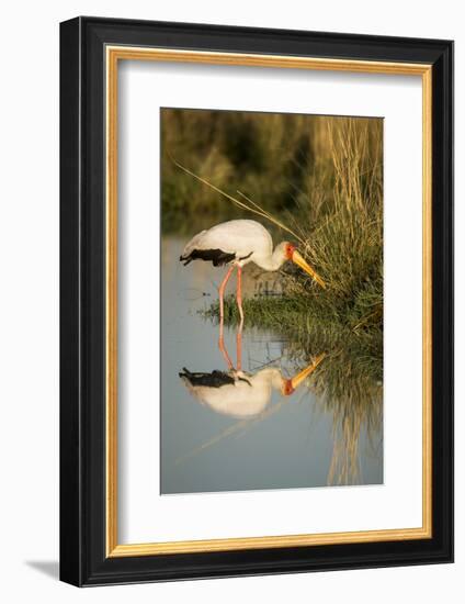 Botswana, Moremi Game Reserve, Yellow Billed Stork Captures Small Frog-Paul Souders-Framed Photographic Print