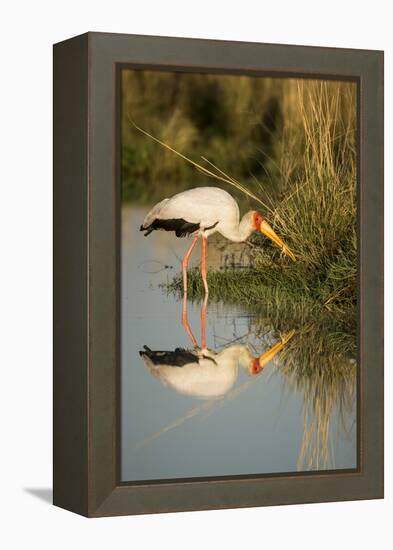 Botswana, Moremi Game Reserve, Yellow Billed Stork Captures Small Frog-Paul Souders-Framed Premier Image Canvas