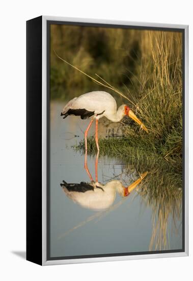 Botswana, Moremi Game Reserve, Yellow Billed Stork Captures Small Frog-Paul Souders-Framed Premier Image Canvas