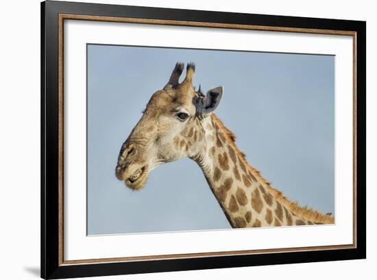 Botswana, Moremi Reserve, Giraffe Baring Teeth in Imitation of a Grin-Paul Souders-Framed Photographic Print