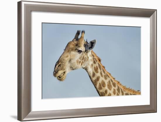Botswana, Moremi Reserve, Giraffe Baring Teeth in Imitation of a Grin-Paul Souders-Framed Photographic Print