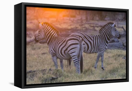 Botswana. Okavango Delta. Khwai Concession. Burchell's Zebra at Sunrise-Inger Hogstrom-Framed Premier Image Canvas