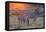 Botswana. Okavango Delta. Khwai Concession. Burchell's Zebra at Sunrise-Inger Hogstrom-Framed Premier Image Canvas