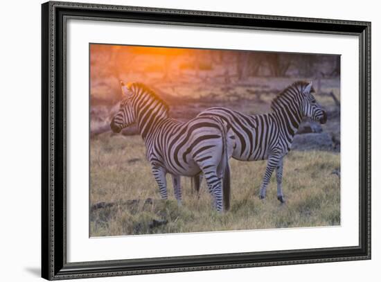 Botswana. Okavango Delta. Khwai Concession. Burchell's Zebra at Sunrise-Inger Hogstrom-Framed Photographic Print