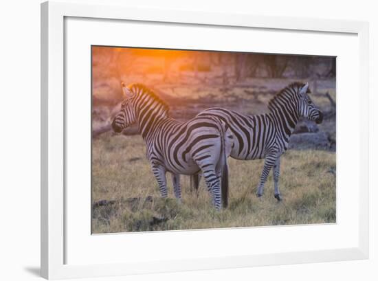 Botswana. Okavango Delta. Khwai Concession. Burchell's Zebra at Sunrise-Inger Hogstrom-Framed Photographic Print