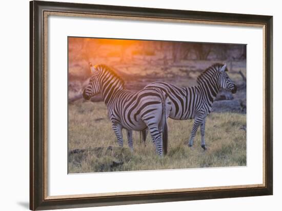 Botswana. Okavango Delta. Khwai Concession. Burchell's Zebra at Sunrise-Inger Hogstrom-Framed Photographic Print