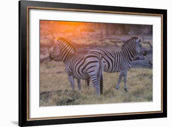 Botswana. Okavango Delta. Khwai Concession. Burchell's Zebra at Sunrise-Inger Hogstrom-Framed Photographic Print
