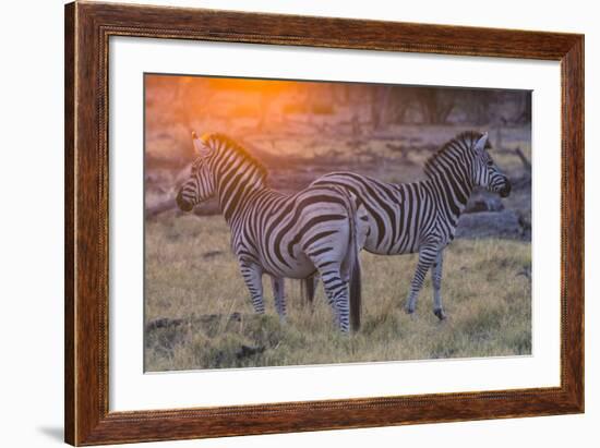 Botswana. Okavango Delta. Khwai Concession. Burchell's Zebra at Sunrise-Inger Hogstrom-Framed Photographic Print