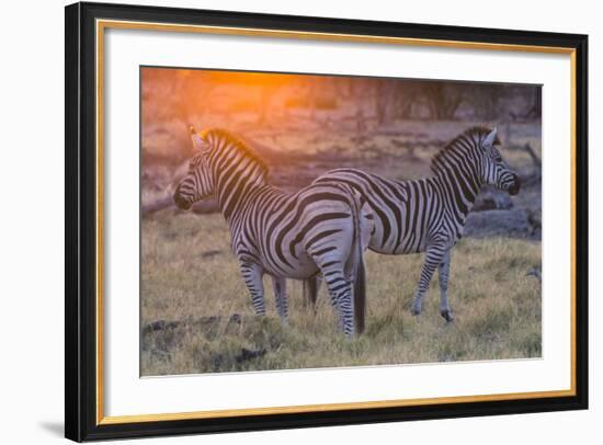 Botswana. Okavango Delta. Khwai Concession. Burchell's Zebra at Sunrise-Inger Hogstrom-Framed Photographic Print