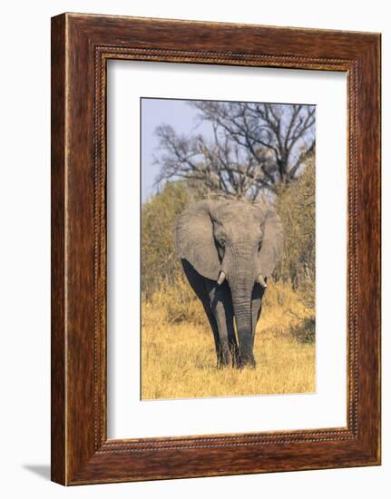 Botswana. Okavango Delta. Khwai Concession. Elephant Coming Out of the Bush to Water-Inger Hogstrom-Framed Photographic Print