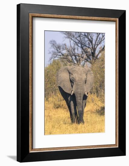 Botswana. Okavango Delta. Khwai Concession. Elephant Coming Out of the Bush to Water-Inger Hogstrom-Framed Photographic Print