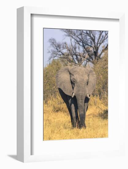 Botswana. Okavango Delta. Khwai Concession. Elephant Coming Out of the Bush to Water-Inger Hogstrom-Framed Photographic Print