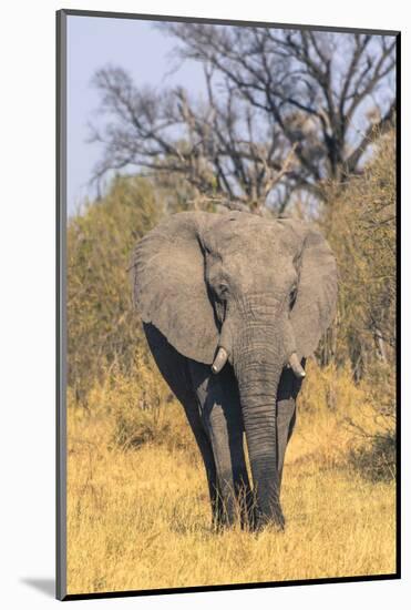 Botswana. Okavango Delta. Khwai Concession. Elephant Coming Out of the Bush to Water-Inger Hogstrom-Mounted Photographic Print