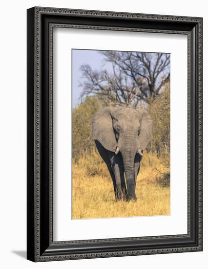 Botswana. Okavango Delta. Khwai Concession. Elephant Coming Out of the Bush to Water-Inger Hogstrom-Framed Photographic Print