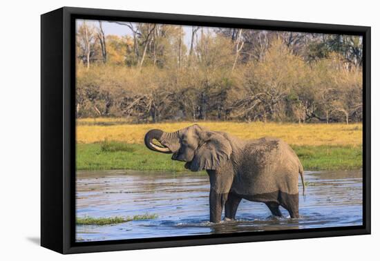 Botswana. Okavango Delta. Khwai Concession. Elephant Drinking-Inger Hogstrom-Framed Premier Image Canvas