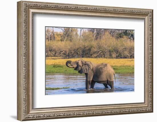 Botswana. Okavango Delta. Khwai Concession. Elephant Drinking-Inger Hogstrom-Framed Photographic Print