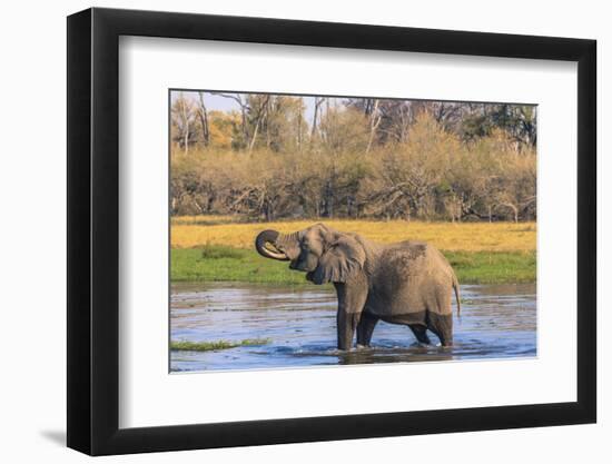 Botswana. Okavango Delta. Khwai Concession. Elephant Drinking-Inger Hogstrom-Framed Photographic Print