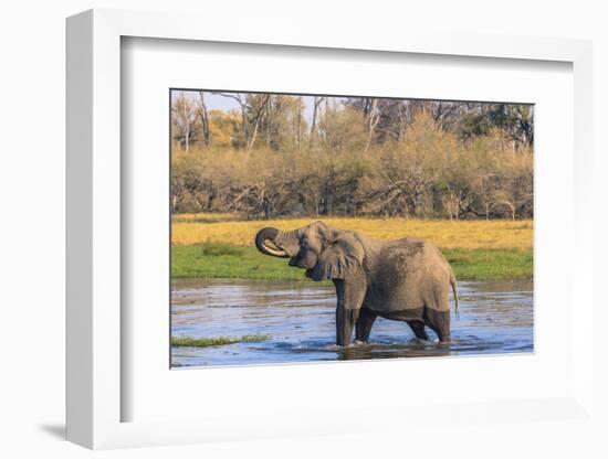 Botswana. Okavango Delta. Khwai Concession. Elephant Drinking-Inger Hogstrom-Framed Photographic Print