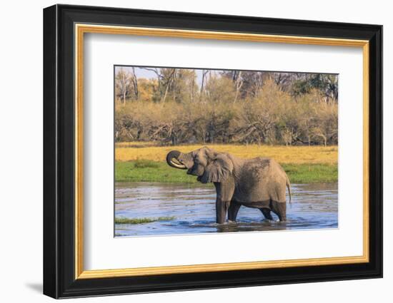 Botswana. Okavango Delta. Khwai Concession. Elephant Drinking-Inger Hogstrom-Framed Photographic Print