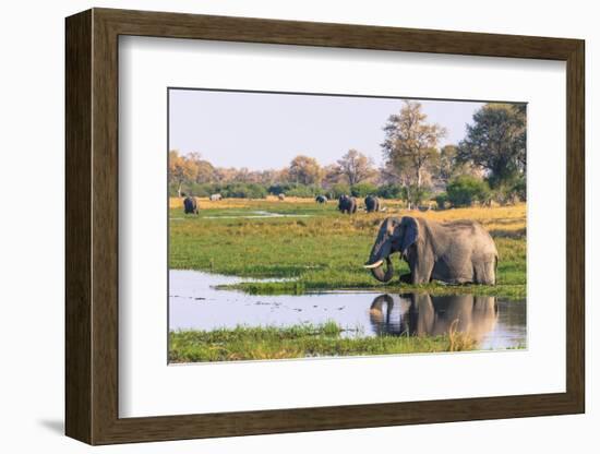 Botswana. Okavango Delta. Khwai Concession. Elephant Drinking-Inger Hogstrom-Framed Photographic Print