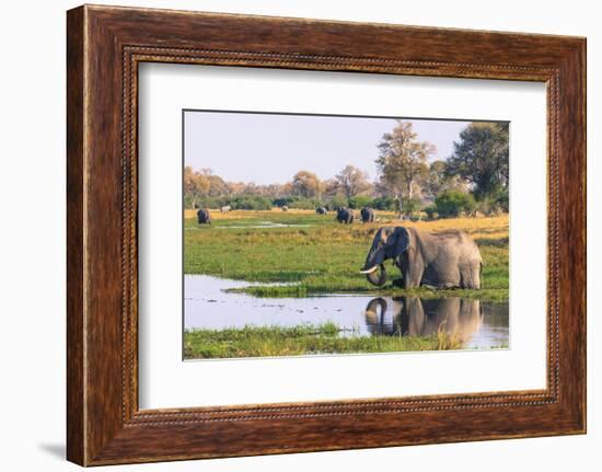 Botswana. Okavango Delta. Khwai Concession. Elephant Drinking-Inger Hogstrom-Framed Photographic Print