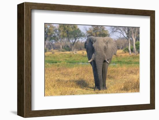 Botswana. Okavango Delta. Khwai Concession. Elephant Grazing Near the Khwai River-Inger Hogstrom-Framed Photographic Print