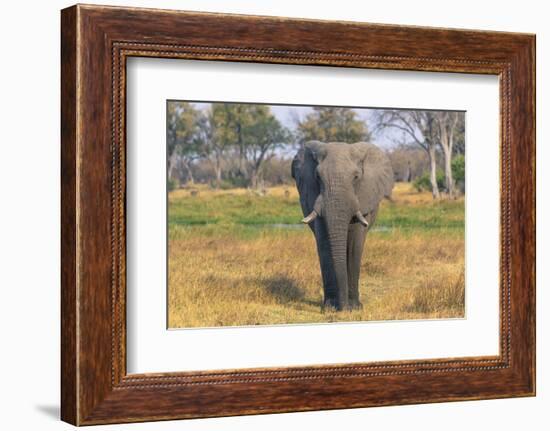 Botswana. Okavango Delta. Khwai Concession. Elephant Grazing Near the Khwai River-Inger Hogstrom-Framed Photographic Print